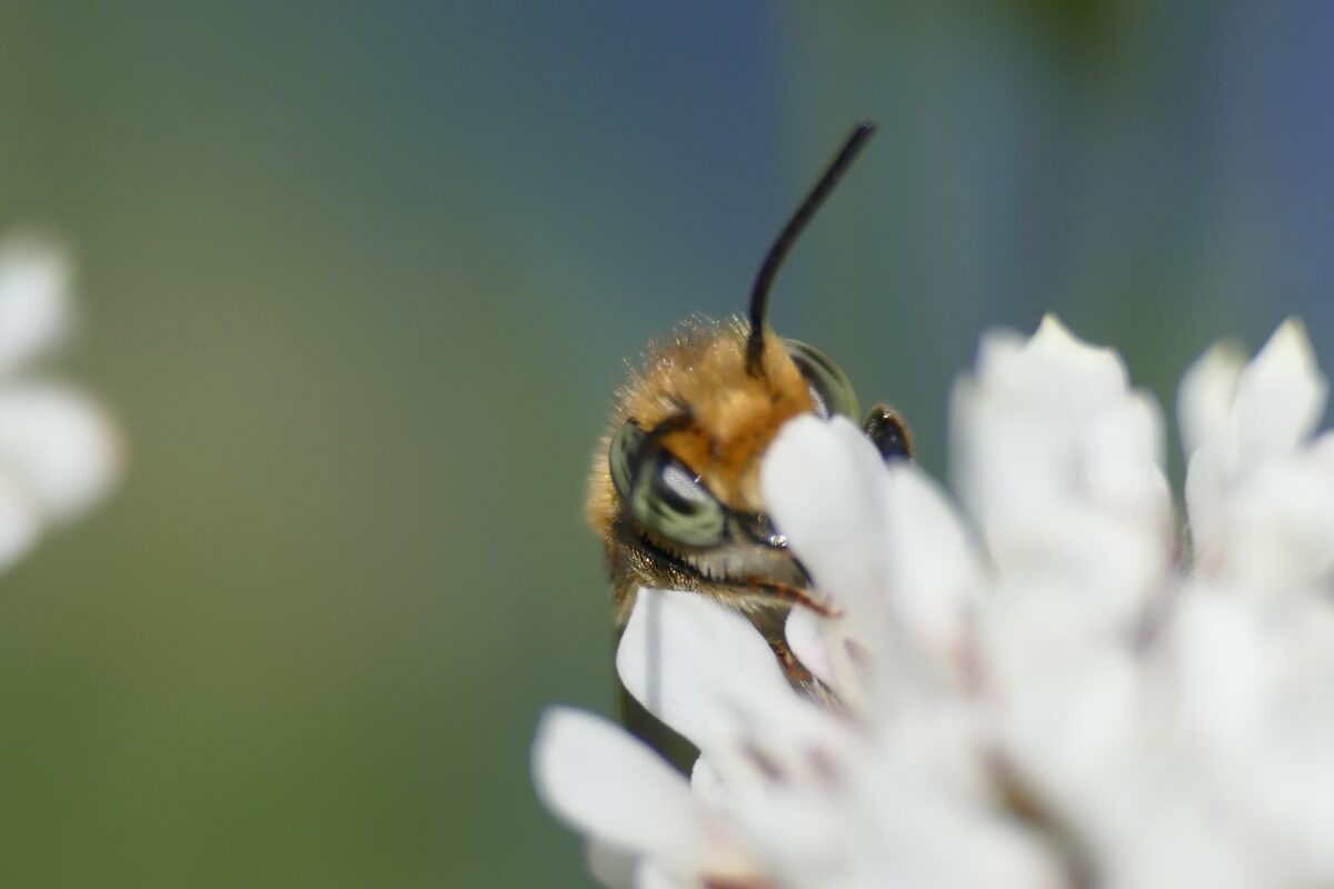 Pszczoła zbierająca nektar na kwiecie o białych płatkach